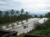 Stunning rice field views